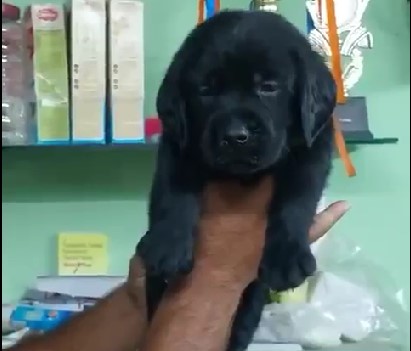 KCI registered labrador retriever puppy price in pune