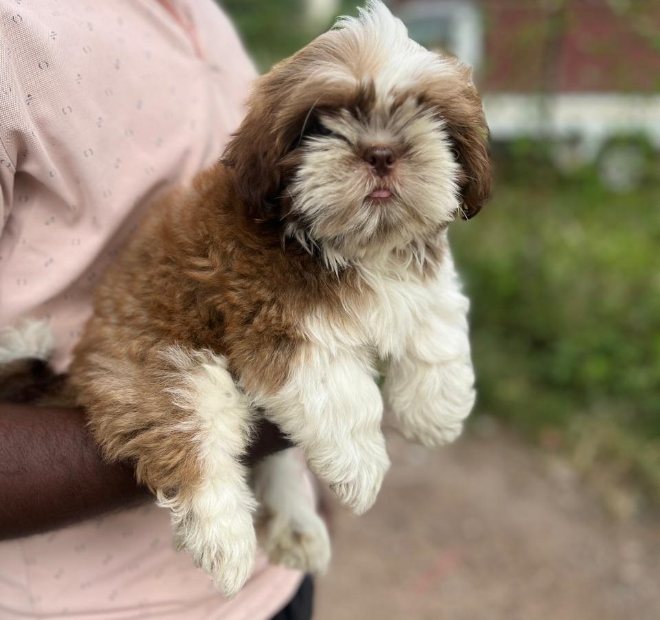 Pure bred lhasa apso price in bangalore