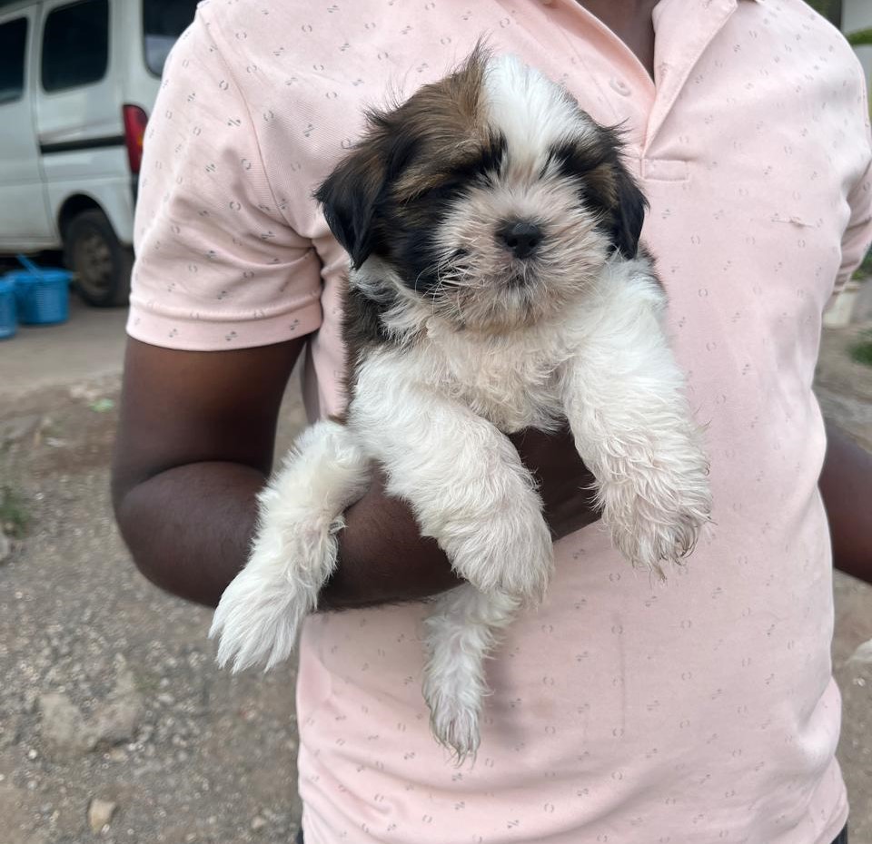 Buy lhasa apso puppies in bangalore