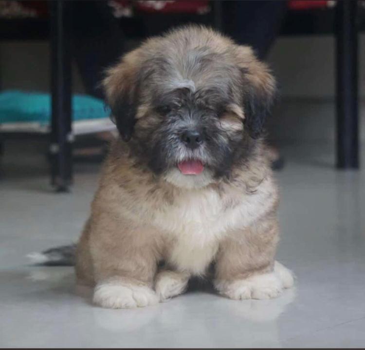 Lhasa apso puppies for sale online in bangalore