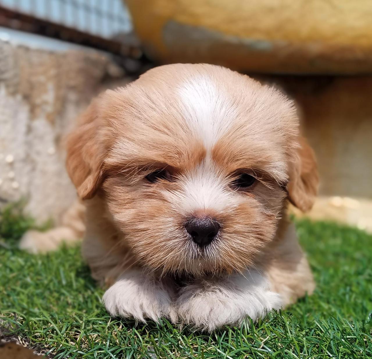 Lhasa apso dog price in banaglore