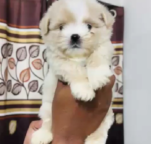 KCI registered lhasa apso puppies for sale in bangalore