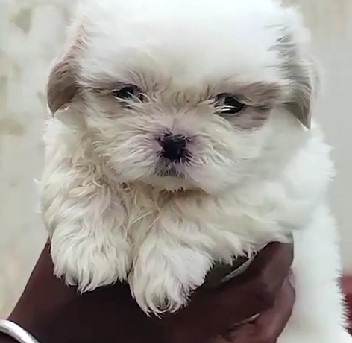 Lhasa apso male puppies price in bangalore