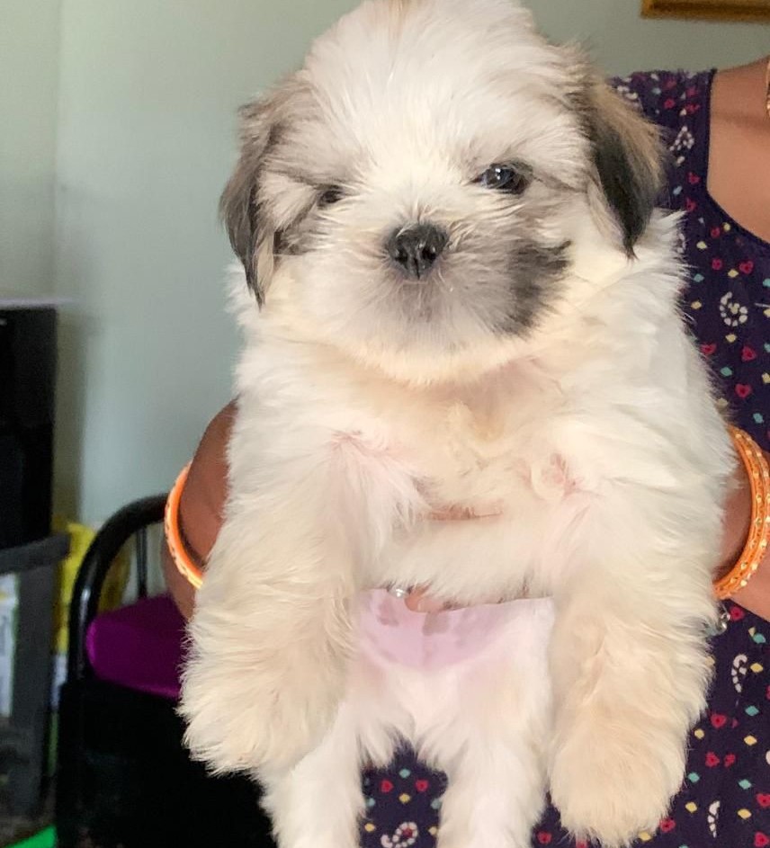 Lhasa Apso price in Delhi