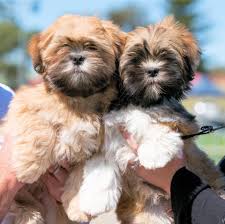 Lhasa Apso puppy price in Delhi