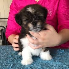 Lhasa Apso dog price in Delhi