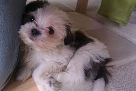 Lhasa Apso dog for sale in Delhi