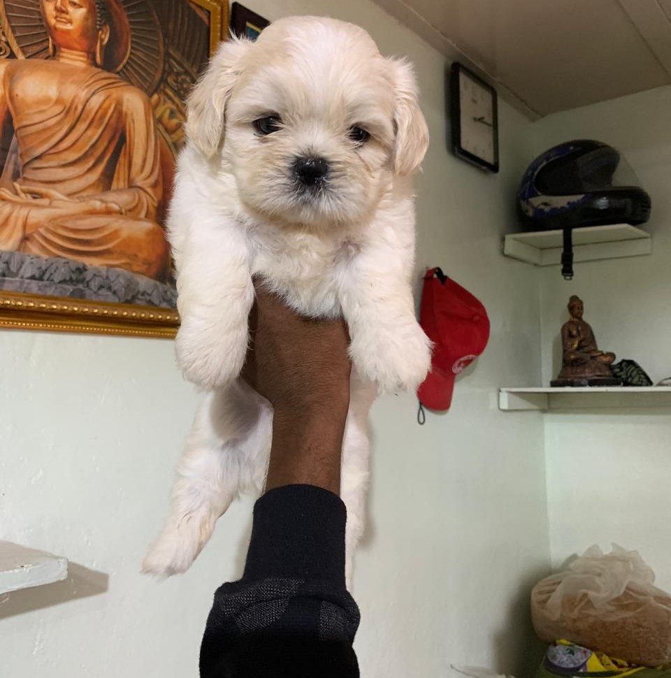 Lhasa Apso online purchase in Delhi