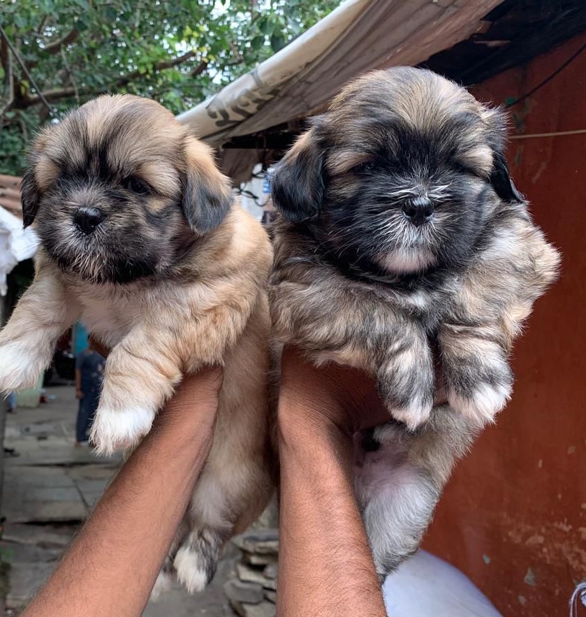 Lhasa Apsos dog price in chennai