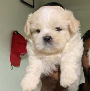 Lhasa Apso dog for sale in India