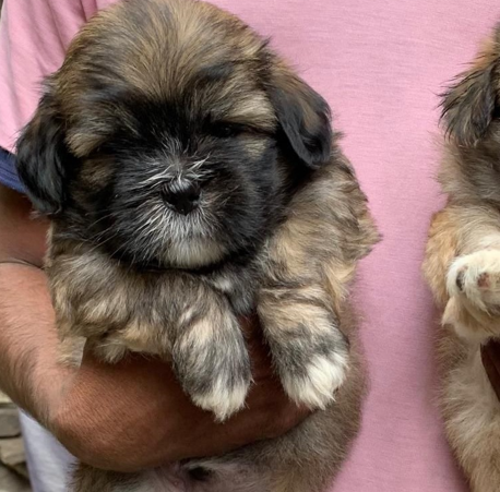 Lhasa Apso male puppy price in India