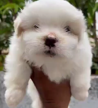 Lhasa Apso pet shop in India