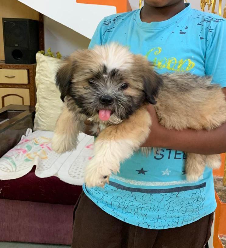 Lhasa Apso dog kennel in India