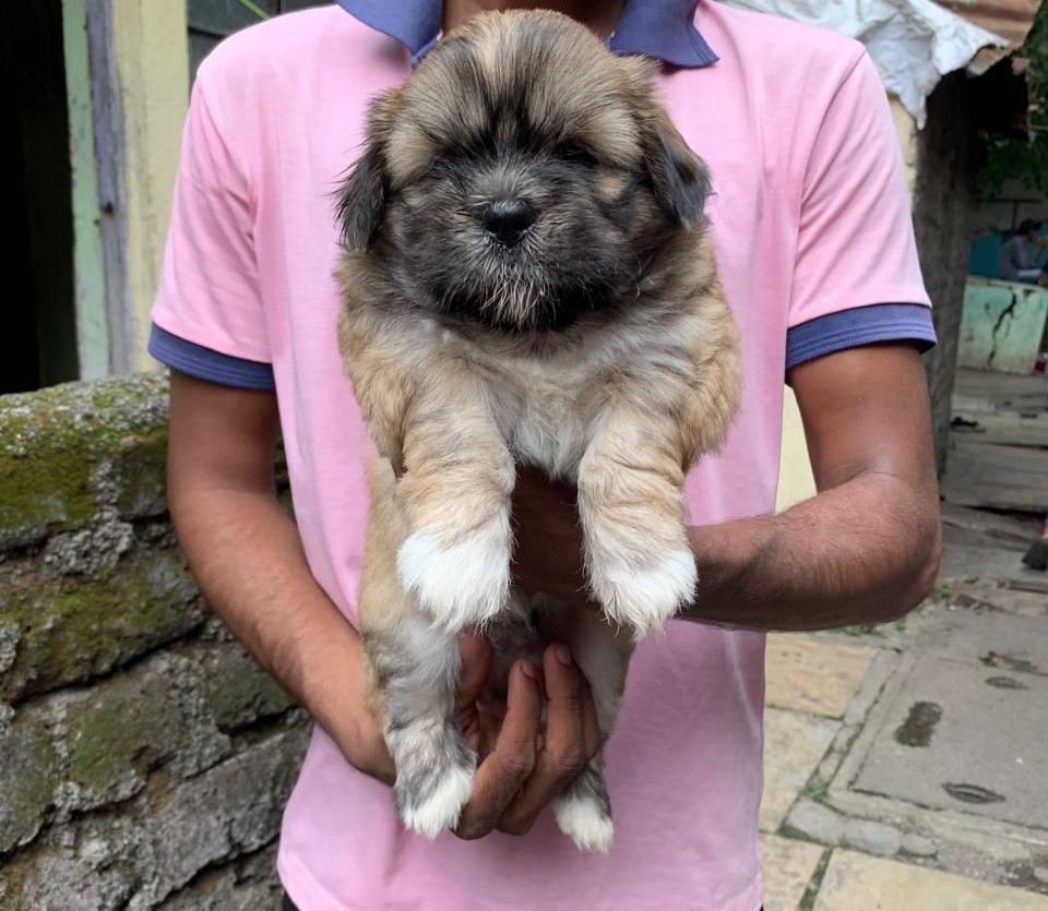 Lhasa Apso price in Jaipur