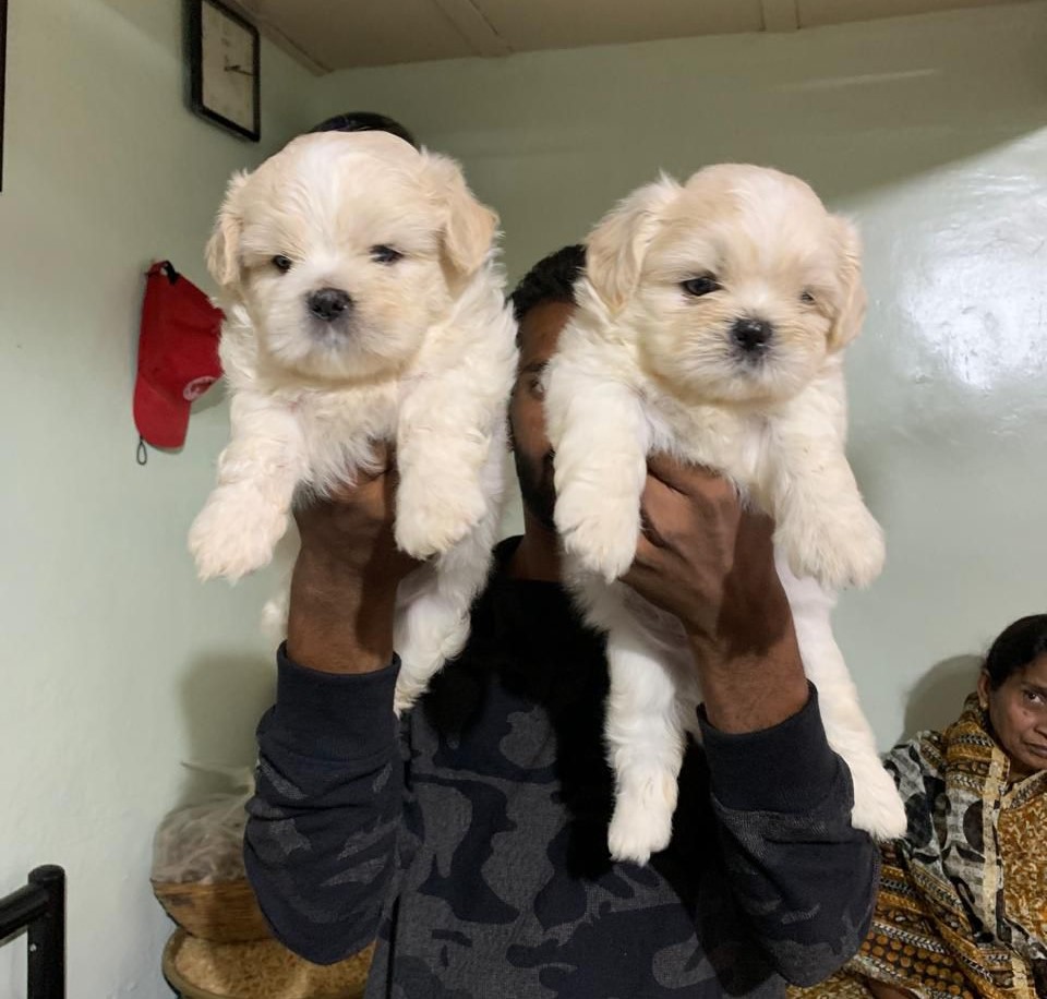 Lhasa Apso puppy price in Jaipur