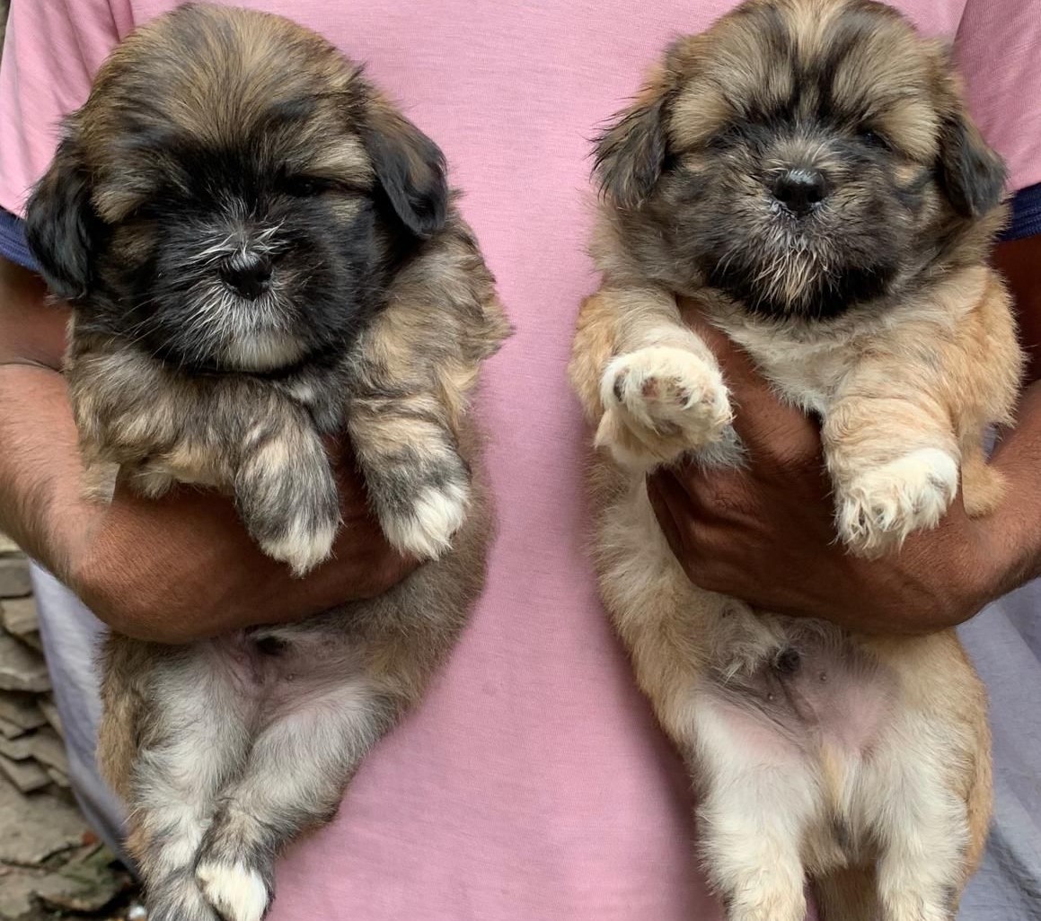 Lhasa Apso dog price in Jaipur