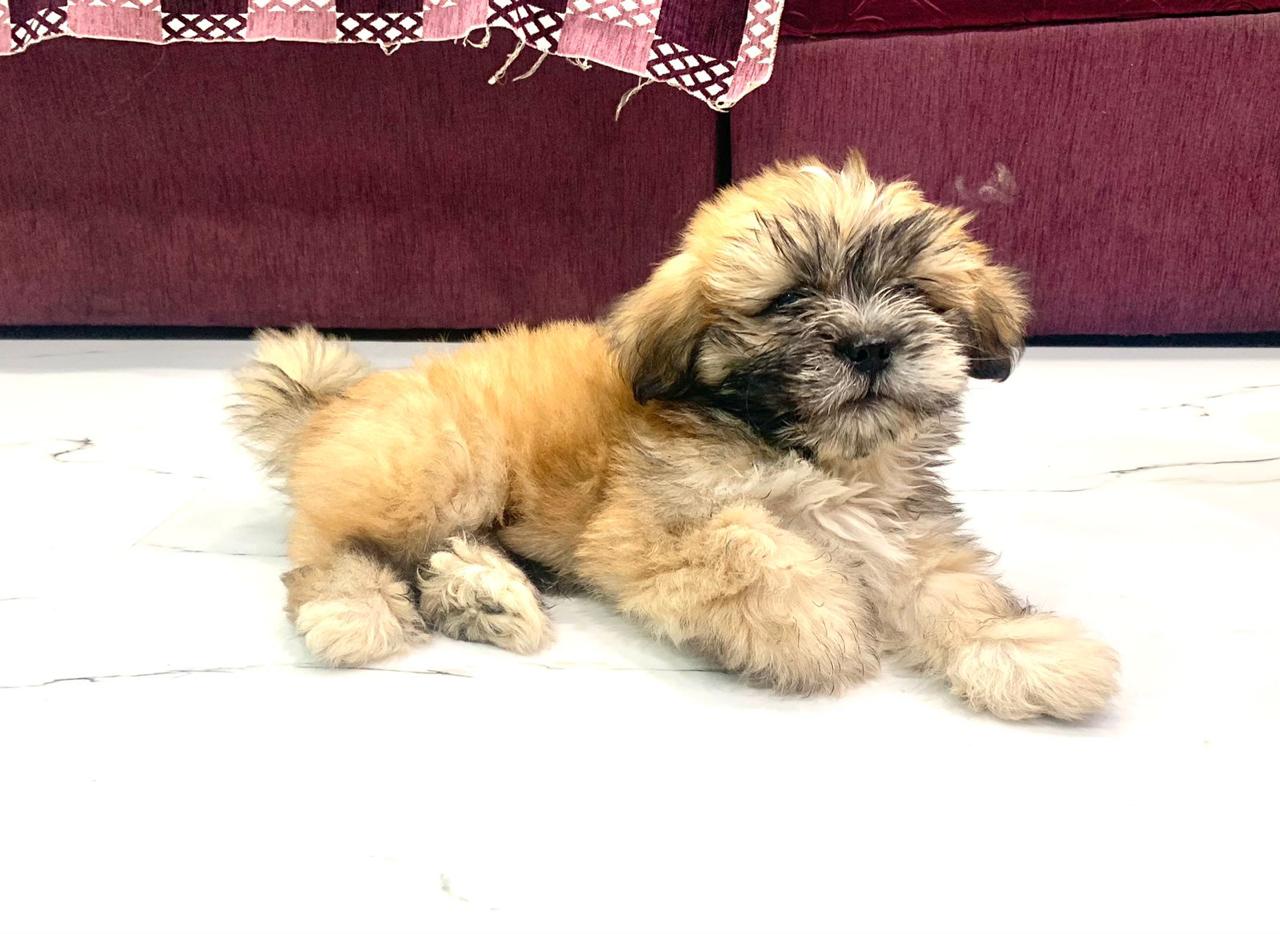 Lhasa Apso dog for sale in Jaipur