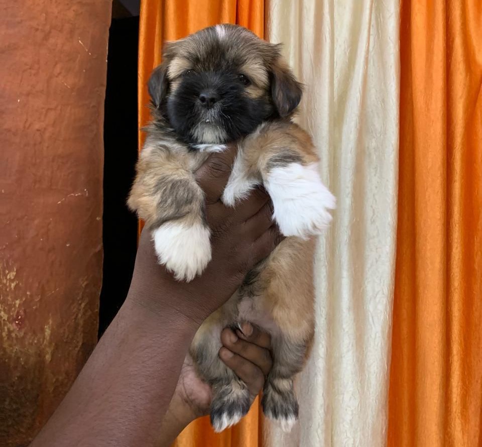 Lhasa Apsos puppies for sale in chennai