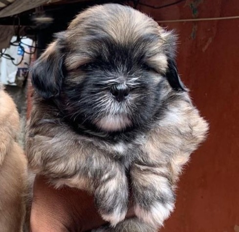 Lhasa apso dog price in kolkata