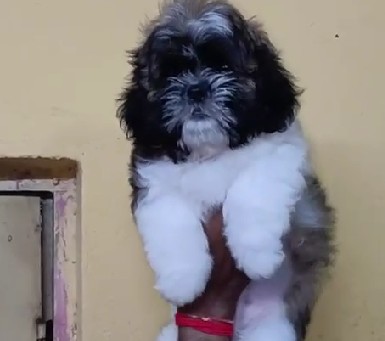 Lhasa apso dog breeder in kolkata