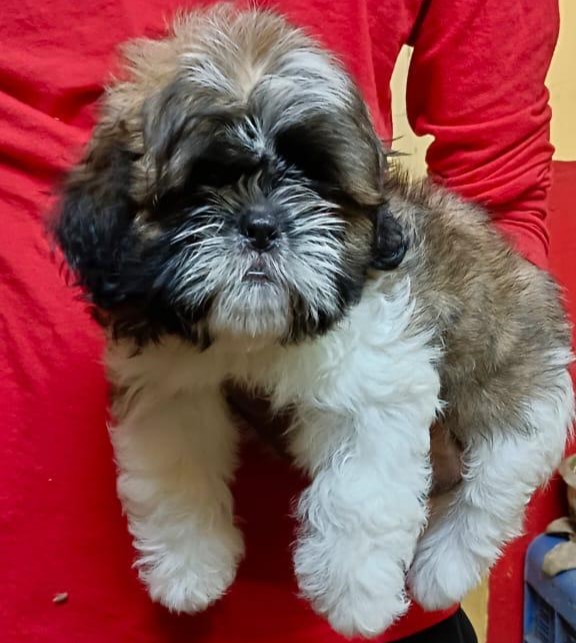 Buy best quality lhasa apso puppies online in kolkata