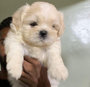 Lhasa apso pet shop in kolkata