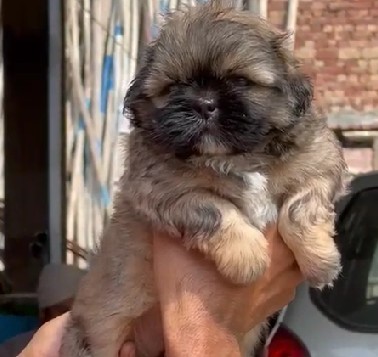 Lhasa apso dog kennel in kolkata