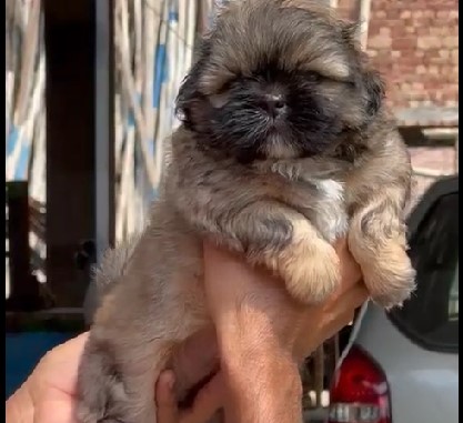 Buy lhasa apso puppies in mumbai