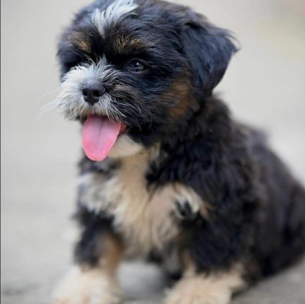 lhasa apso puppies for sale online in mumbai