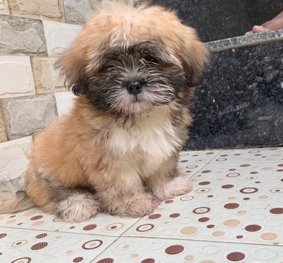 lhasa apso dog breeder in mumbai