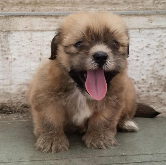 KCI registered lhasa apso puppies price in mumbai