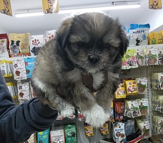 Champion lineage lhasa apso puppies for sale in mumbai