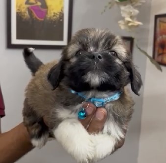 Lhasa apso pet shop in mumbai