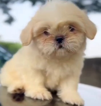 Lhasa apso dog price in mumbai