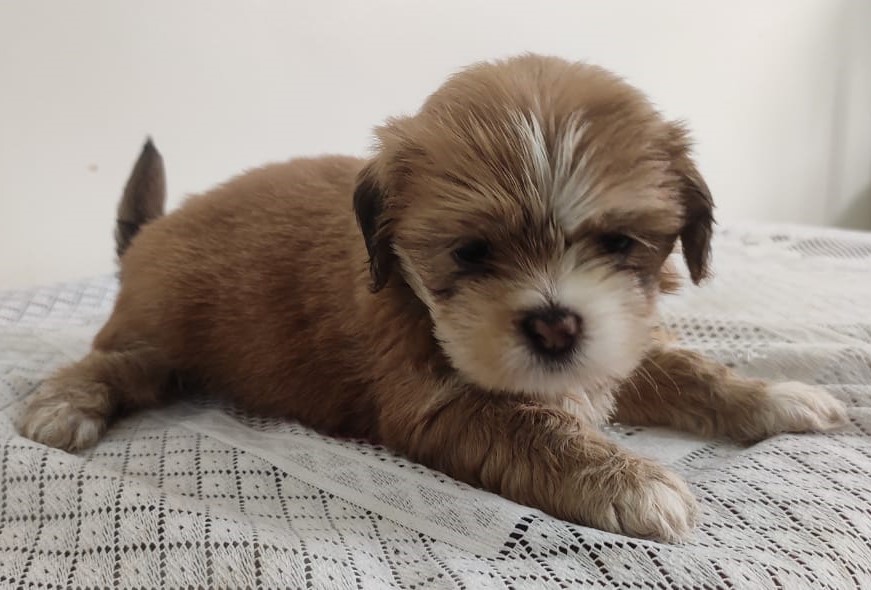 Buy lhasa apso puppies in pune