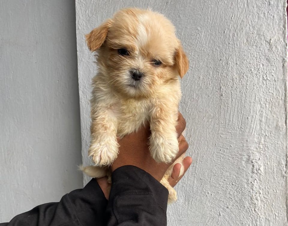 Lhasa apso puppies for sale online in pune