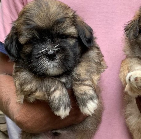 lhasa apso dog price in pune