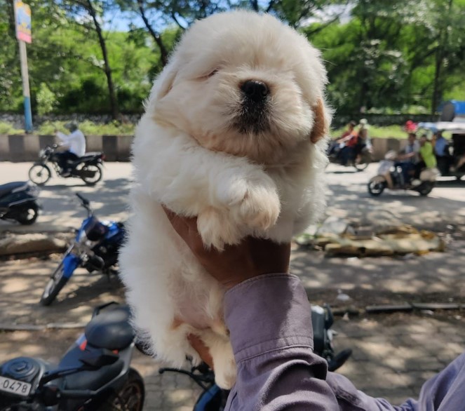 lhasa apso pet shop in pune