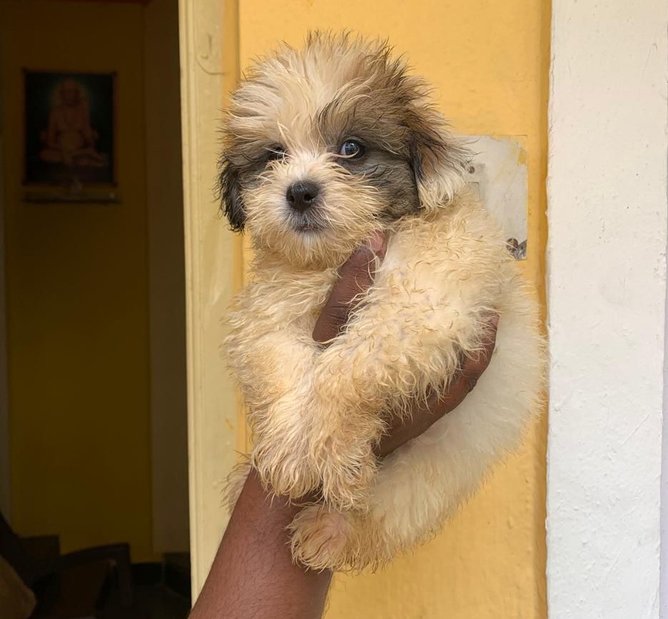 Pure bred lhasa apso puppies for sale in pune