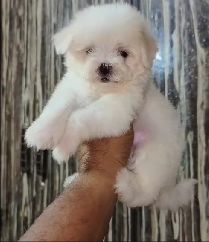 KCI registered maltese puppies price in bangalore