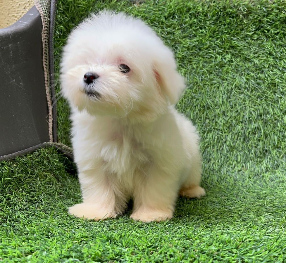 Maltese dog price in bangalore