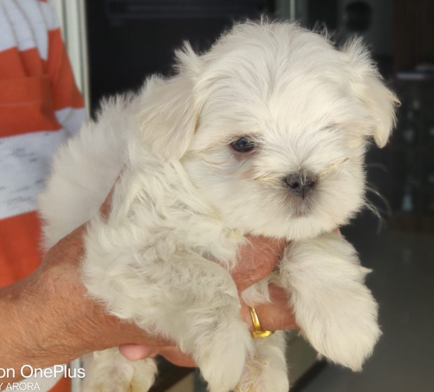 Maltese puppies for sale online in bangalore