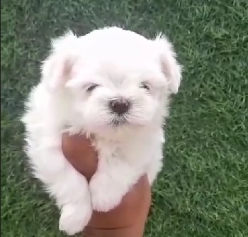 Maltese dog for sale in bangalore