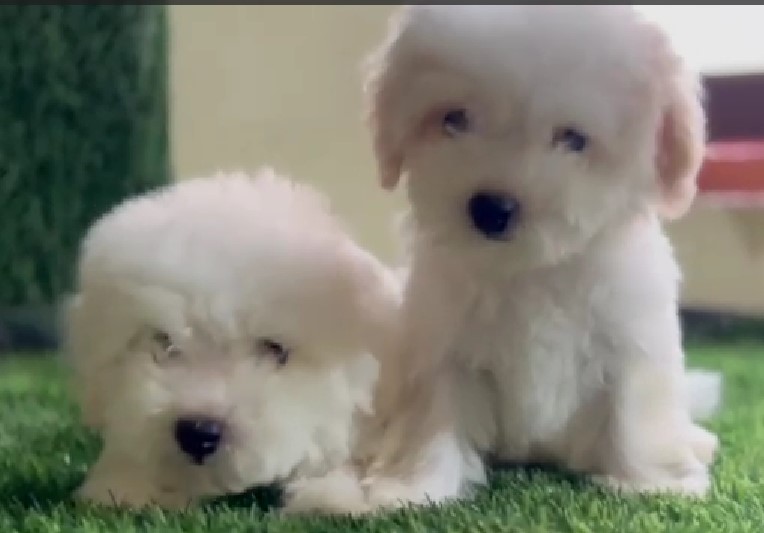 Maltese pet shop in bangalore