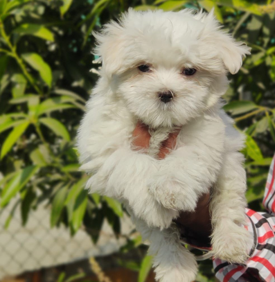 Maltese dog for sale in Delhi