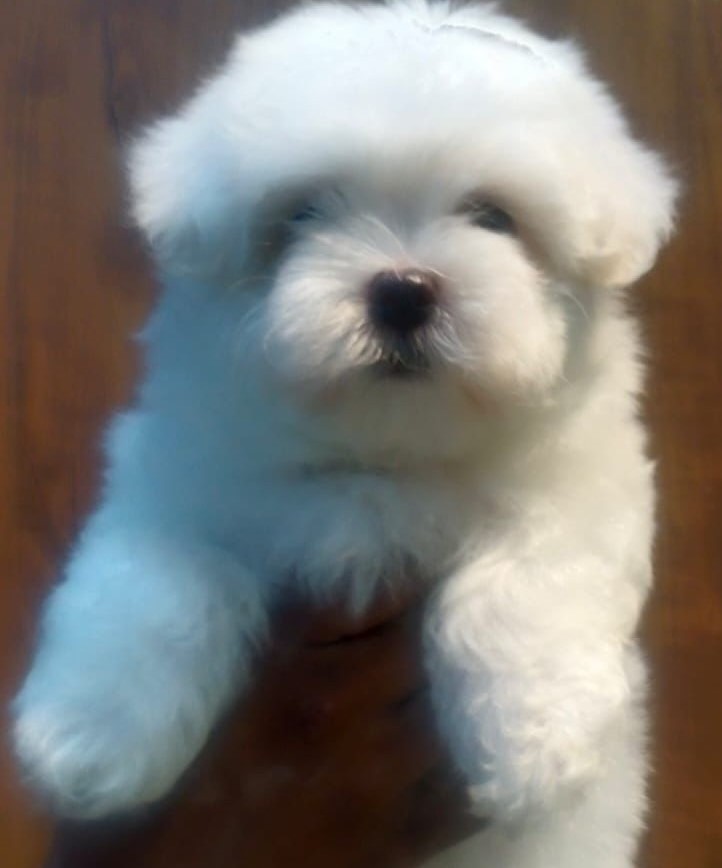 Maltese dog for sale in India