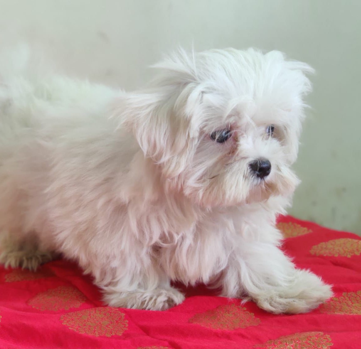 Maltese male puppy price in India