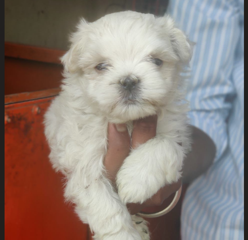 Maltese price in Jaipur