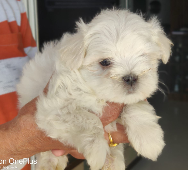 Maltese pet shop in Jaipur