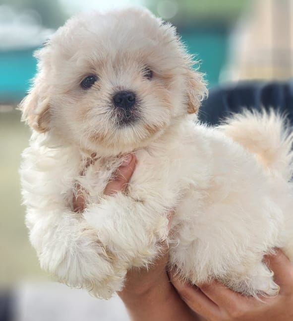 Maltese dog for sale in Jaipur